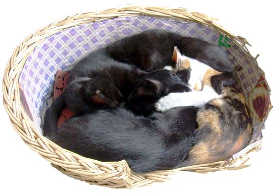 "Xiaohei (Little Black) and her two kids sleeping" "Xiaohei (Little Black) and her two kids sleeping"