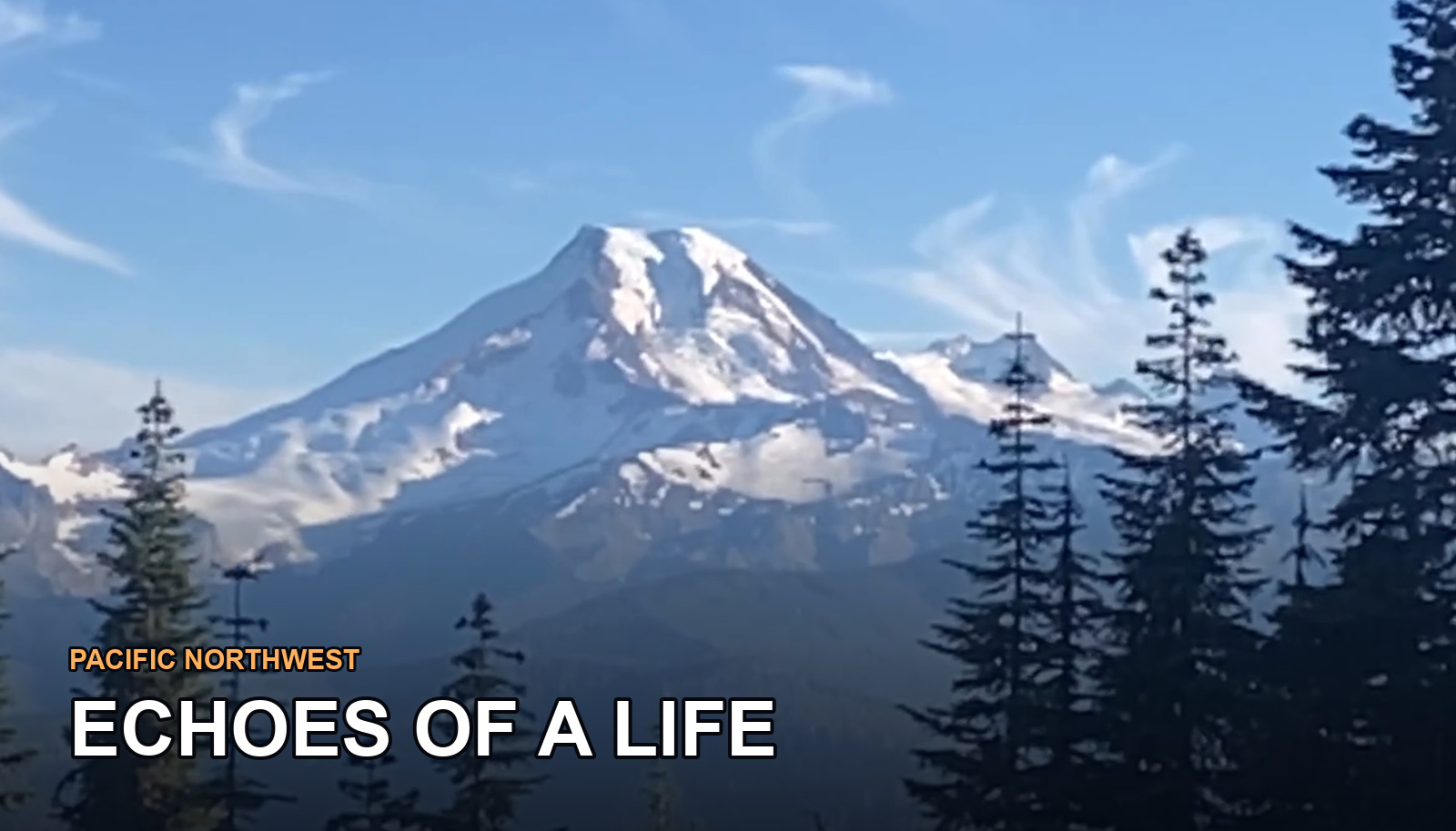 Mount Rainier through pine trees under a clear sky