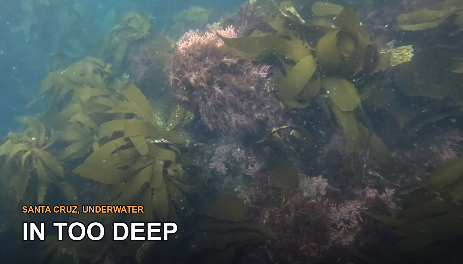 A kelp forest underwater off Santa Cruz